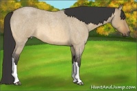 Horse Color:Buckskin Roan Dun 