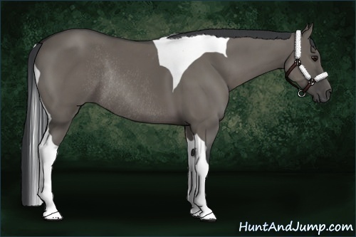 Horse Color:Grullo Sabino Tobiano Rabicano
