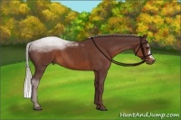 Horse Color:Chocolate Silver Brown