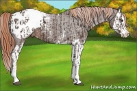 Horse Color:Liver Chestnut Sabino Splash Blanket and Liver Chestnut Sabino Splash Snowcap