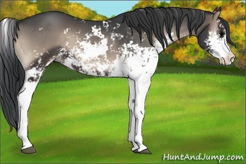 Horse Color:Blue Onyx Sabino 
