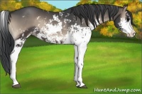 Horse Color:Blue Onyx Sabino