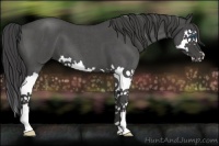 Horse Color:Smoky Blue Roan Splash 