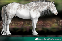 Horse Color:Liver Red Dun Sabino Splash Appaloosa Brindle and White Spotted Brown Dun Sabino Splash Appaloosa Brindle