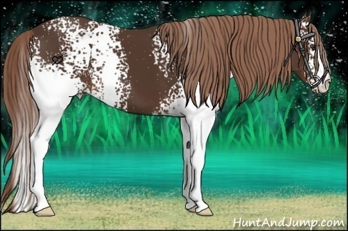 Horse Color:White Spotted Liver Chestnut 