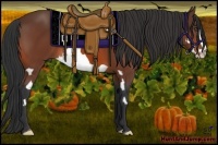 Horse Color:Bay Splash Frame 