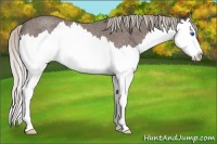 Horse Color:Silver Blue Roan Splash Rabicano 