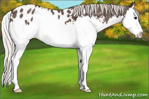 Horse Color:Silver Blue Roan Splash Near Leopard
