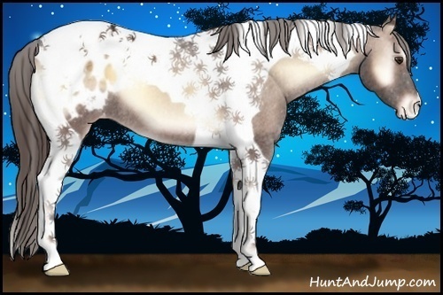 Horse Color:Red Onyx Tobiano Blanket 
