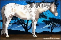 Horse Color:Red Onyx Tobiano Appaloosa 
