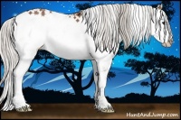 Horse Color:Silver Bay Sabino Rabicano