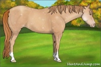 Horse Color:Gold Champagne 