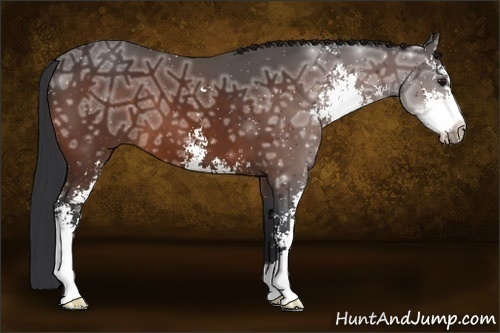 Horse Color:Bay Ice Sabino 