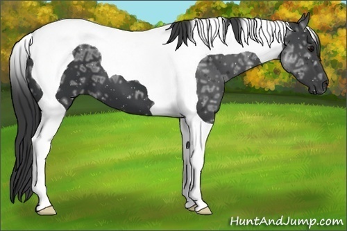 Horse Color:Black Ice Tobiano 