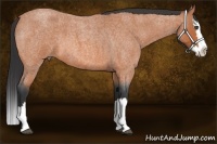 Horse Color:Bay Roan Splash