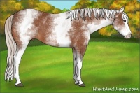 Horse Color:White Spotted Silver Bay Splash