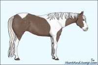 Horse Color:Silver Black Splash Tobiano