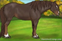 Horse Color:Liver Chestnut Sabino 