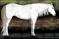 Horse Color:Liver Red Dun Sabino Splash Varnish