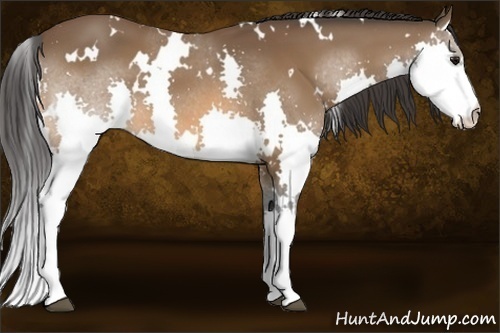 Horse Color:White Spotted Bay Splash