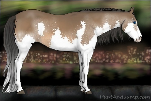Horse Color:Bay Sabino Splash 