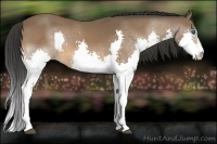 Horse Color:Bay Sabino Splash 