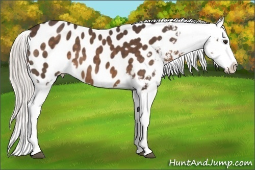 Horse Color:Silver Brown Appaloosa 