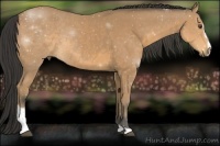 Horse Color:Buckskin Sabino