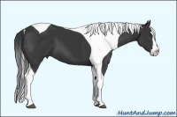 Horse Color:Black Splash Tobiano Frame