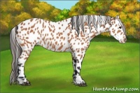 Horse Color:Bay Leopard