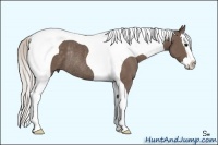 Horse Color:Silver Black Sabino Splash Tobiano Rabicano