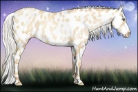 Horse Color:Silver Amber Champagne Pearl Appaloosa Rabicano 