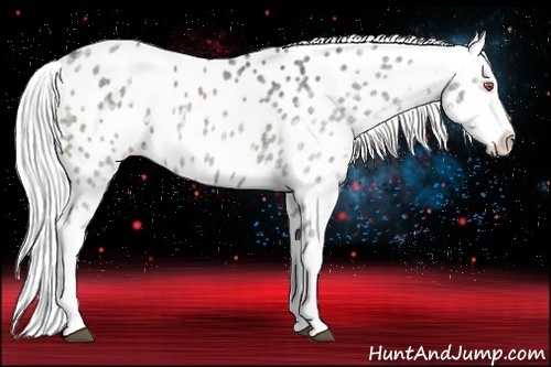 Horse Color:Silver Blue Chinchilla Roan Appaloosa Rabicano