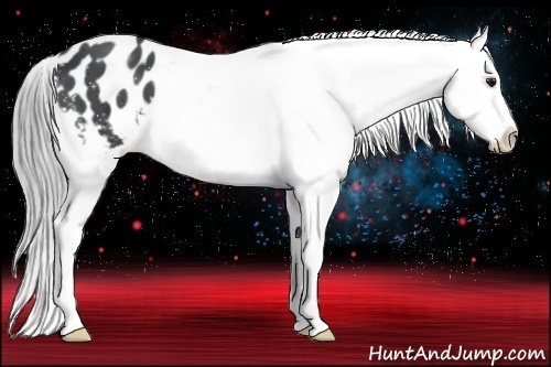 Horse Color:Black Chinchilla Appaloosa