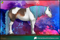 Horse Color:Painted Liver Chestnut Sabino Splash and Liver Chestnut Sabino Splash Appaloosa