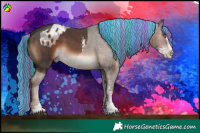 Horse Color:Painted Liver Chestnut Sabino Splash  and Liver Chestnut Sabino Splash Appaloosa 