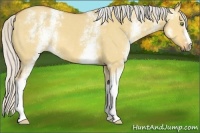 Horse Color:White Spotted Silver Buckskin Dun 