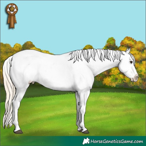 Horse Color:White Spotted Palomino Tobiano Appaloosa 