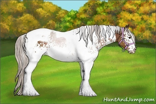 Horse Color:White Spotted Silver Bay Tobiano 