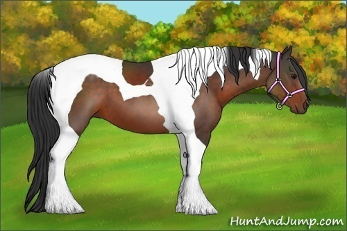 Horse Color:Bay Tobiano 