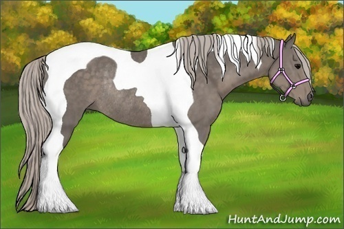 Horse Color:Silver Black Tobiano Rabicano