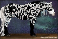 Horse Color:Silver Grullo Ice Sabino Tobiano Appaloosa 