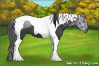 Horse Color:Black Tobiano 