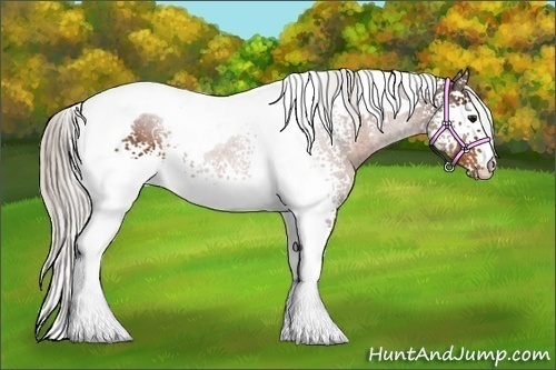 Horse Color:White Spotted Silver Bay Tobiano