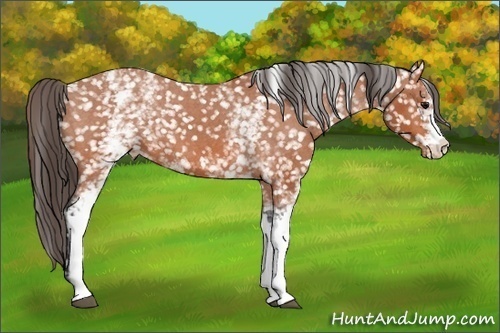 Horse Color:White Spotted Bay Appaloosa 