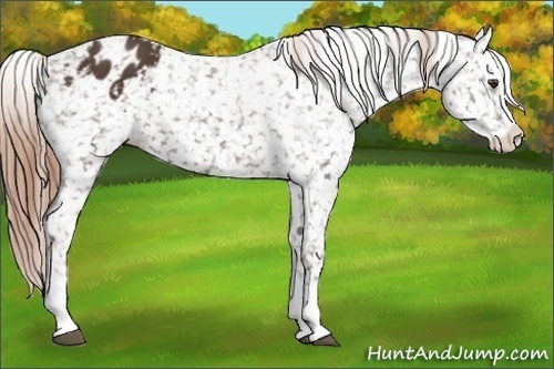 Horse Color:Liver Chestnut Splash Snowflake Varnish 
