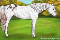 Horse Color:Liver Chestnut Splash Snowflake Varnish