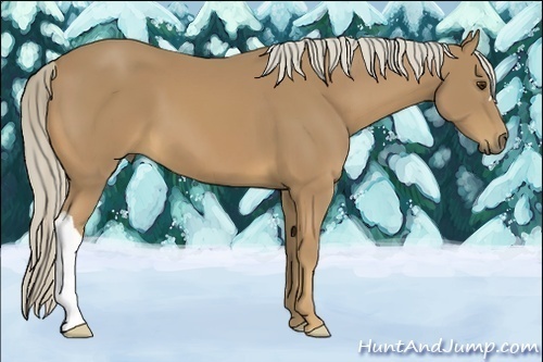 Horse Color:Palomino