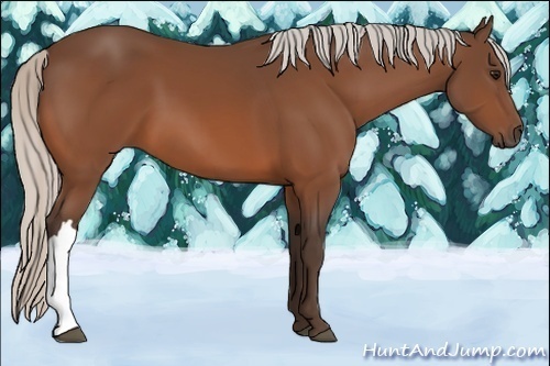 Horse Color:Silver Bay