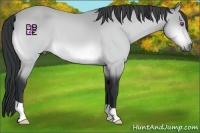 Horse Color:Bay Chinchilla 